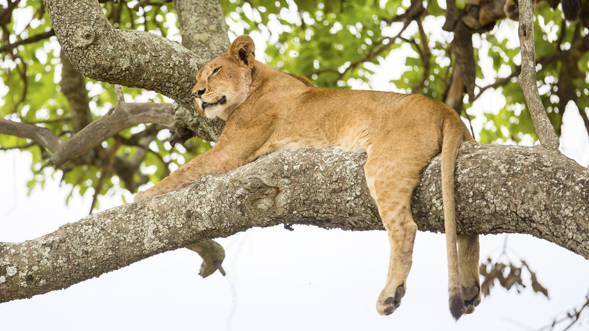 10 animales perezosos leona