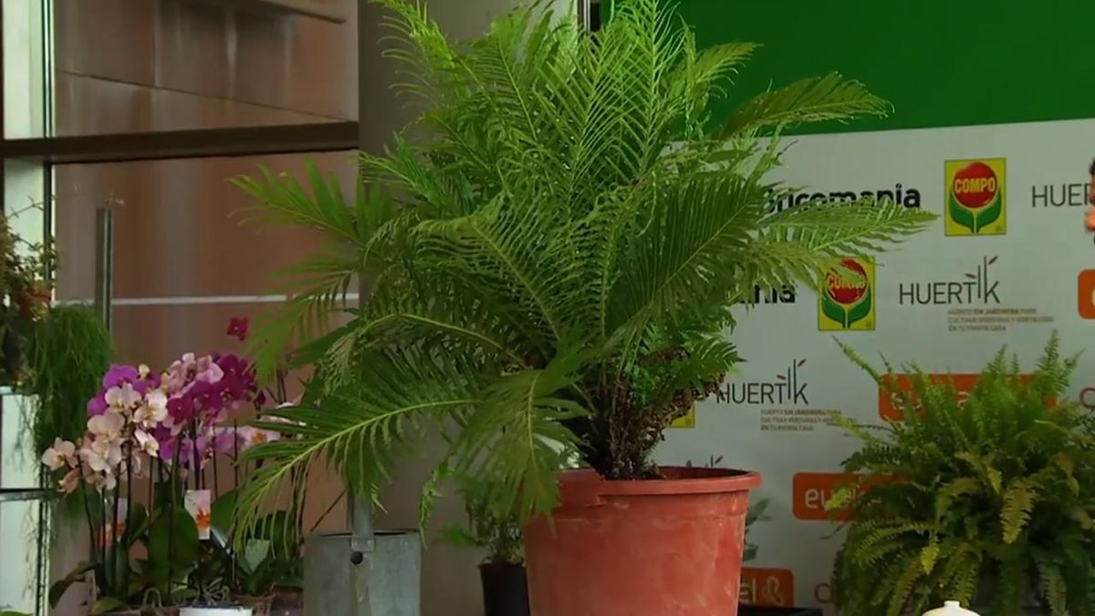 como cultivar helechos blechnum tamano