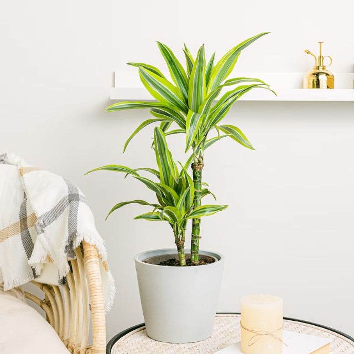 Dracena deremensis be green