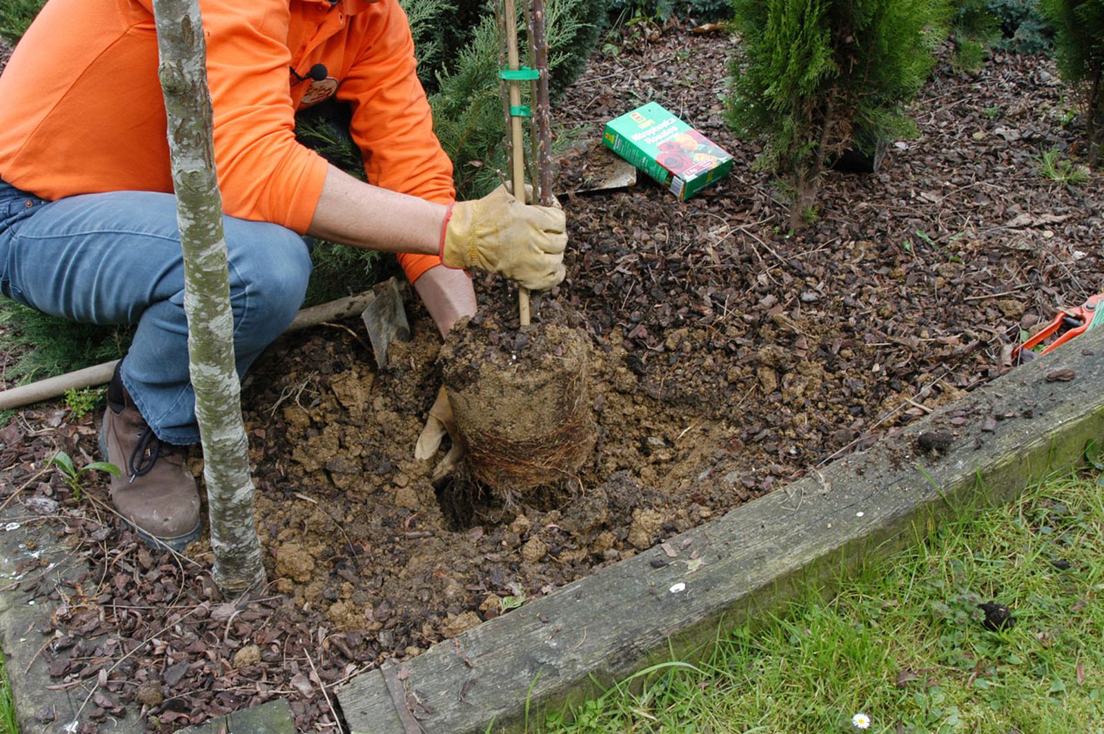 Plantar un rosal al pie de un árbol paso 3
