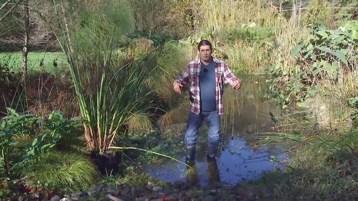 deco 676 cuidados papiro invierno estanque