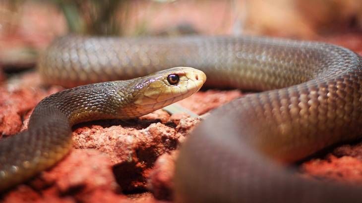 mamba negra caracteristicas