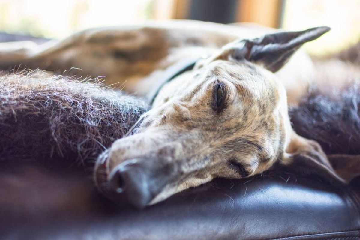 A la hora del descanso, necesita una cama de colchón grueso y blando para poder acomodar bien sus huesudos miembros.