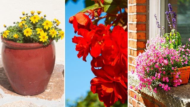 plantas colgantes de temporada begonia tuberosa bidens diascias deco 391 jardin