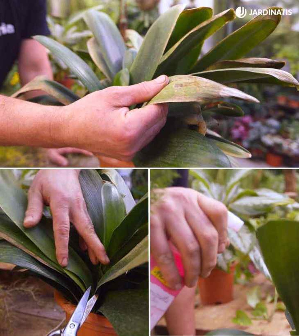 recuperar clivia tras una helada brico 904