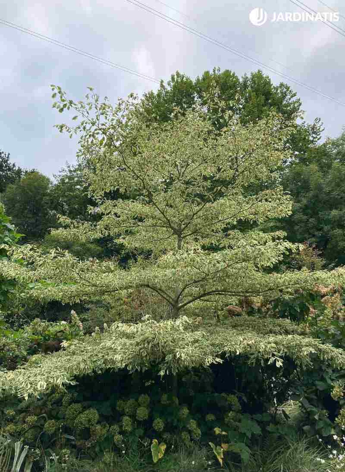 Cornus Controversa Variegata