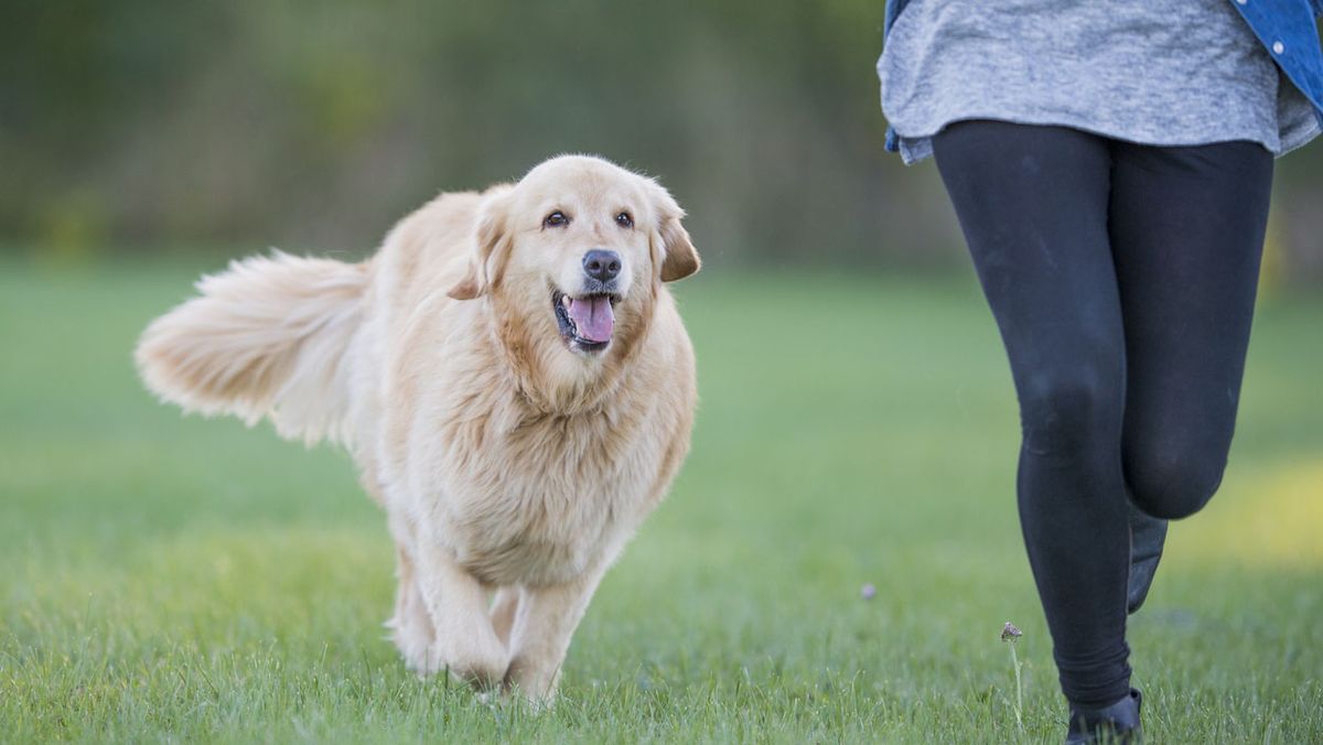 tu perro tiene sobrepeso1