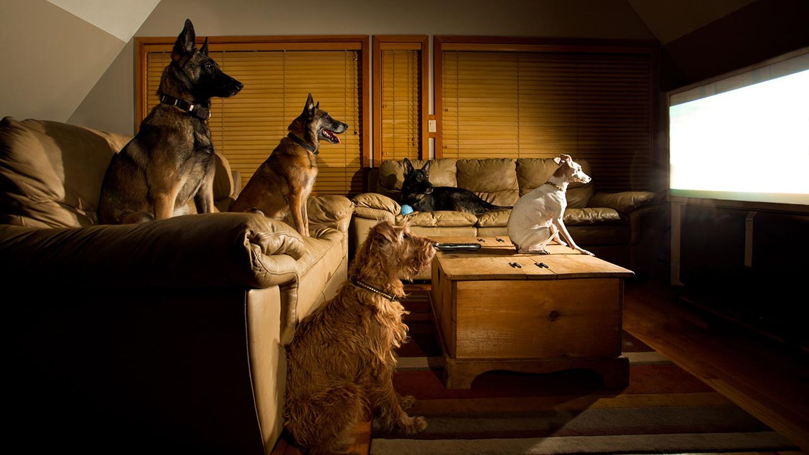 canal tv perros 2