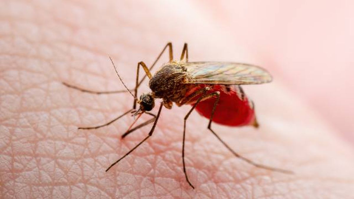 animales mas peligrosos del mundo mosquito