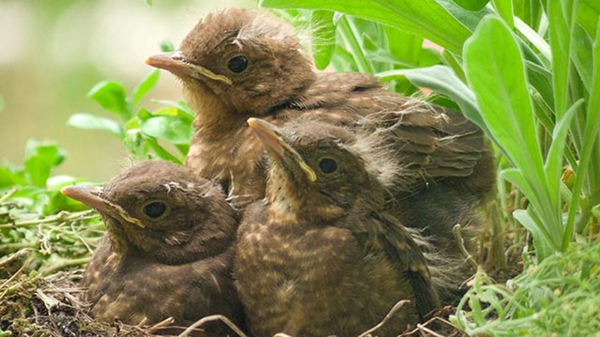 que hacer si encuentras polluelo huerfano 5 vencejo
