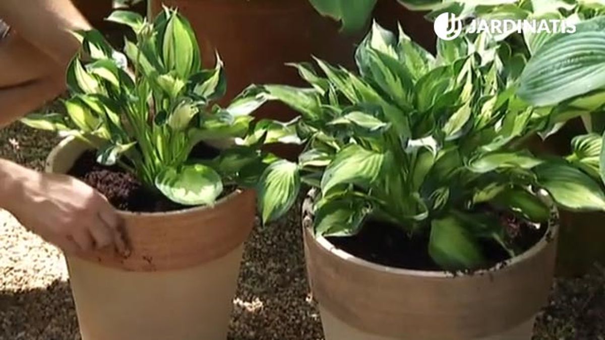 cultivar  hostas y hermosas en contenedor deco 454 jardin