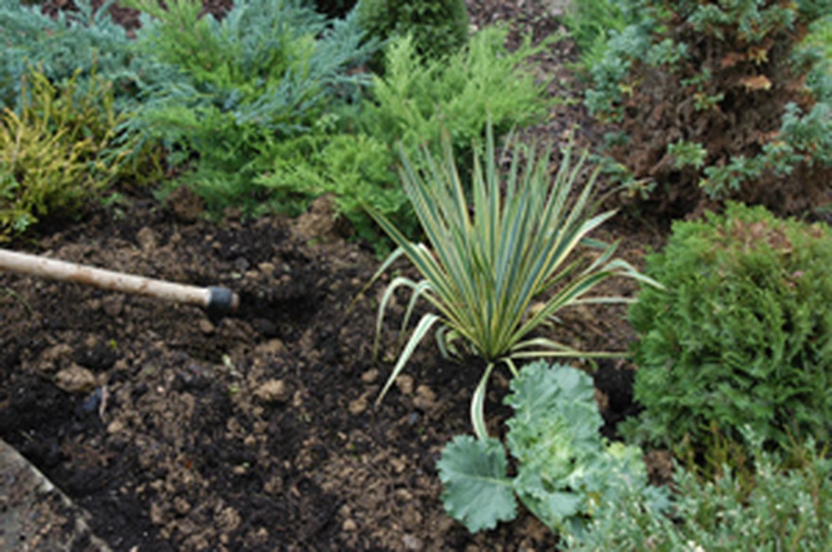 Flores de invierno en parterre   paso 3