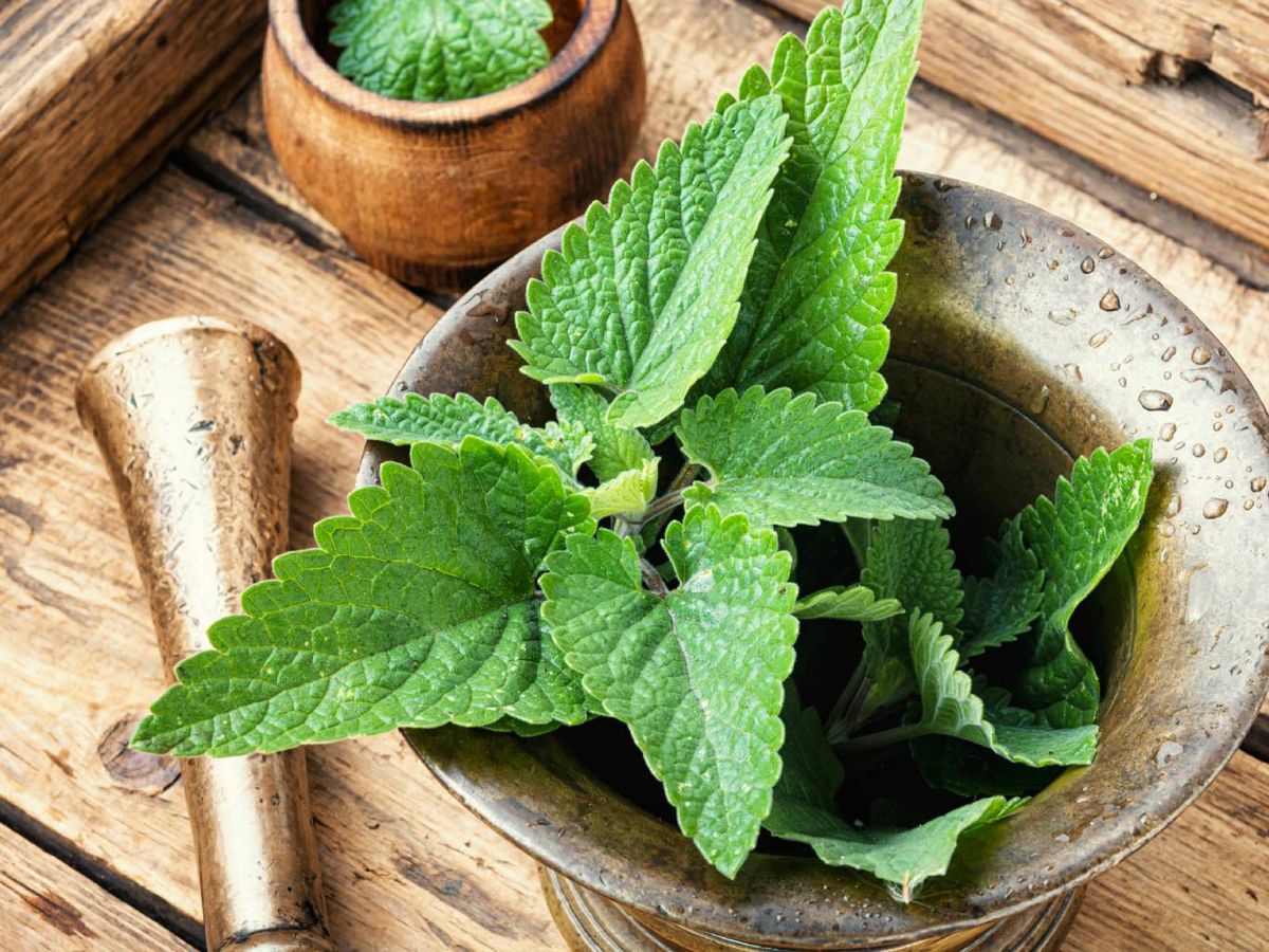 La melisa es una hierba relajante ideal para calmar los nervios y mejorar la digestión.