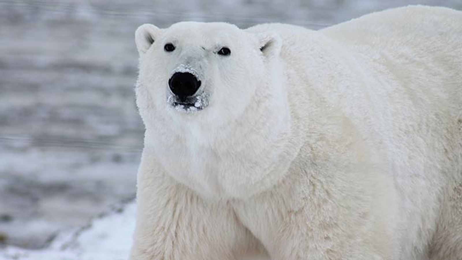 oso polar 1