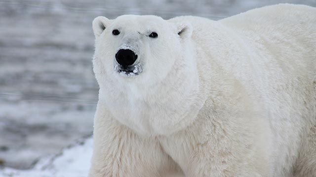 oso polar 1