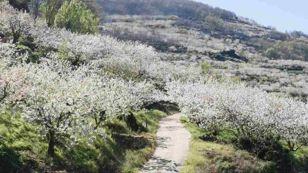 Cerezos en flor del Valle del Jerte.