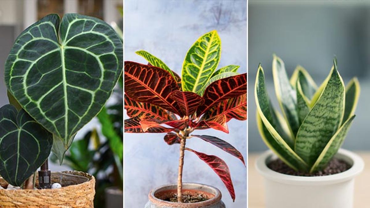 plantas  san solterin anthurium clarinervium croton sansevieria