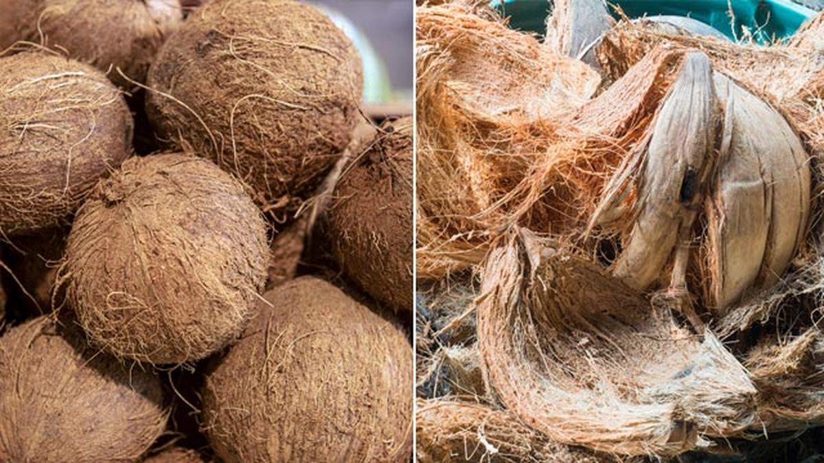 de donde viene la fibra de coco