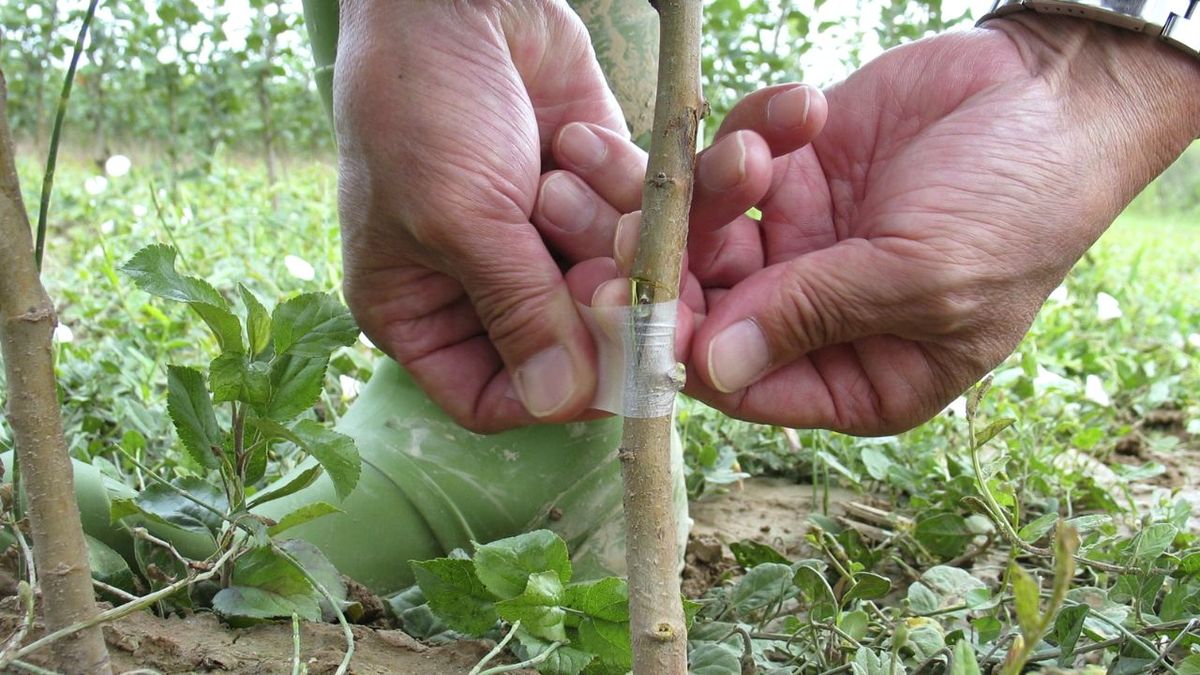 Implantar injertos en jardinería