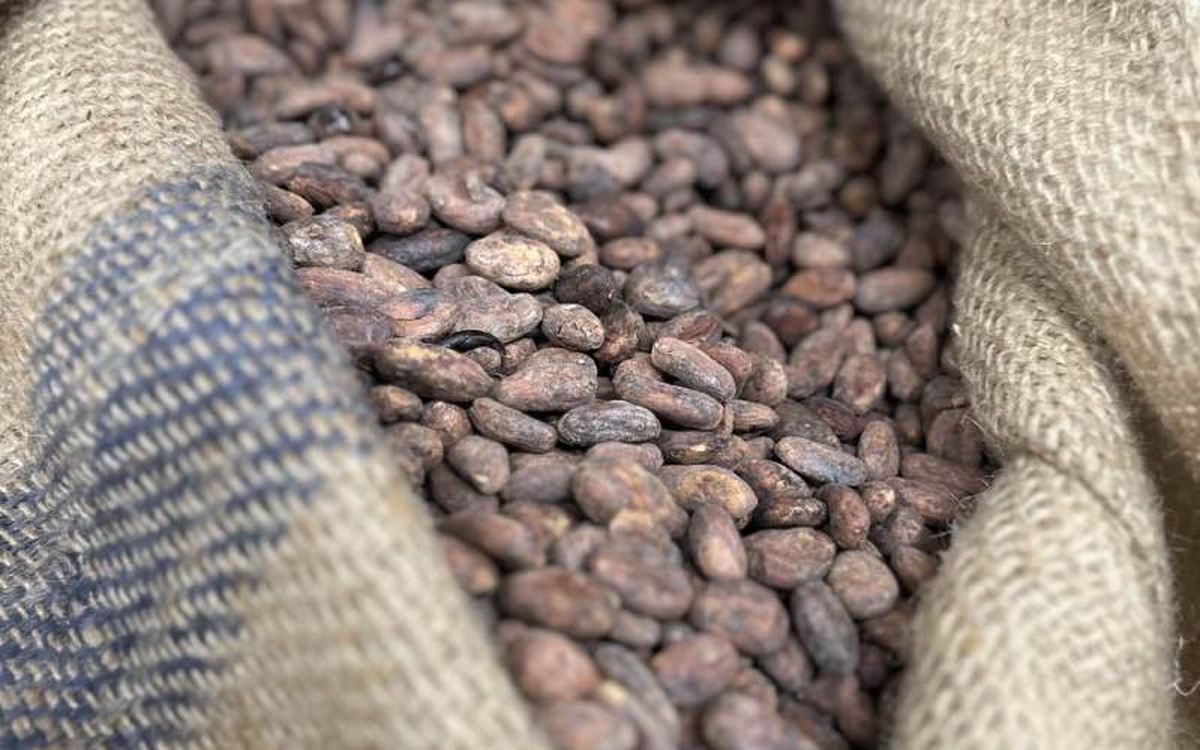El precio de la tonelada de cacao ya se sitúa en 11.870 dólares