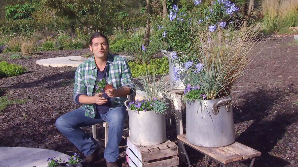 deko 0670 composicion azul plumbago capensis detalle 2