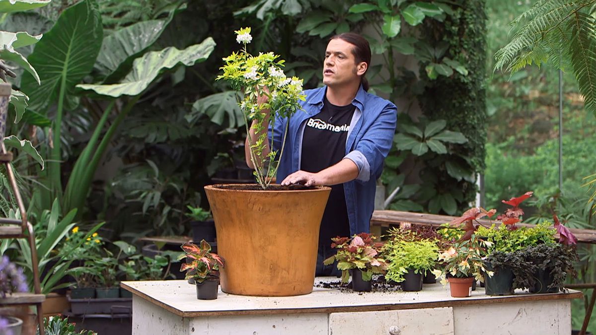 brico 957 3 variedades coleos composicion paso 1