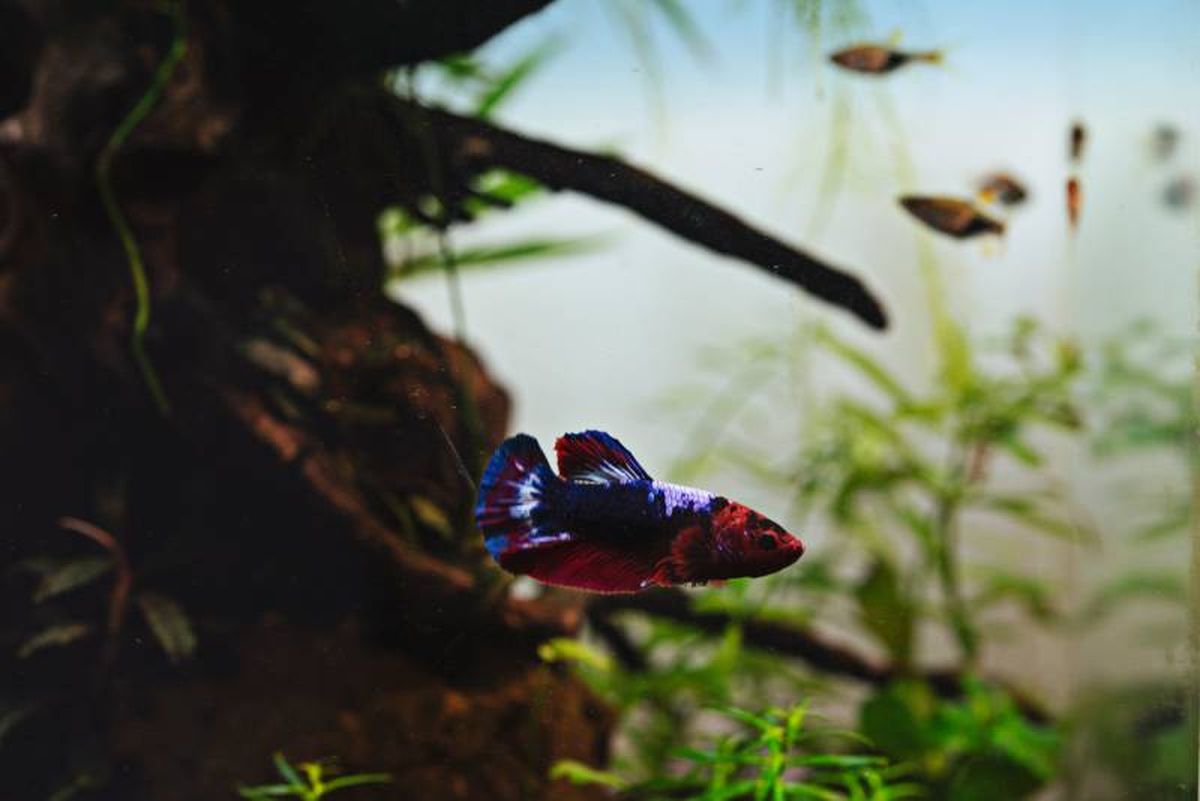 El pez Luchador del Siam no requiere un amplio espacio donde vivir.