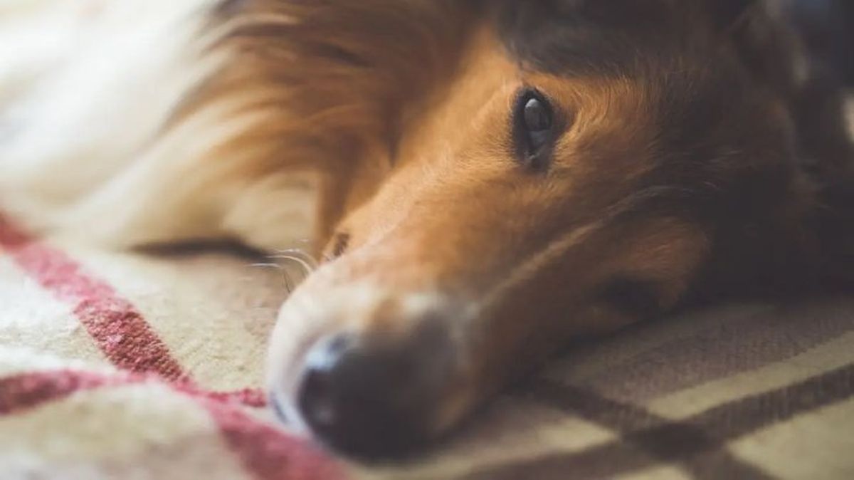 estrenimiento en perros 1