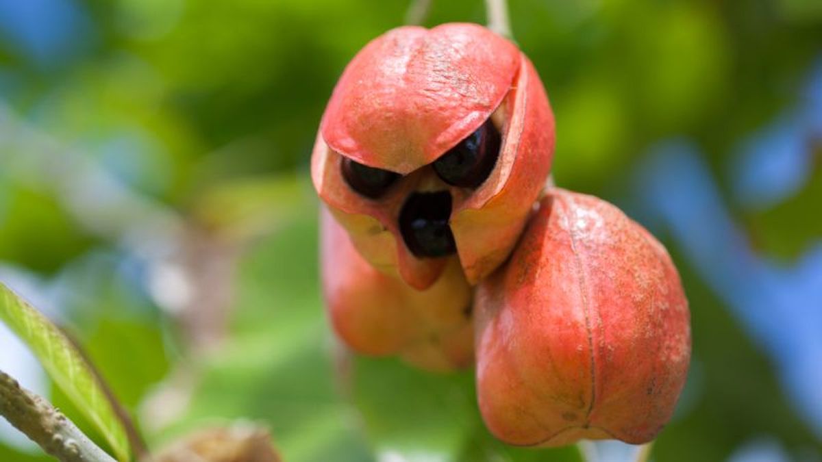 Ackee