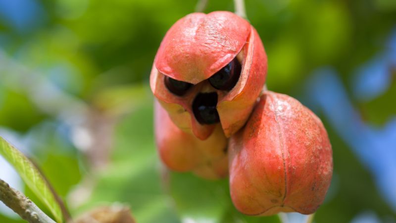 Ackee