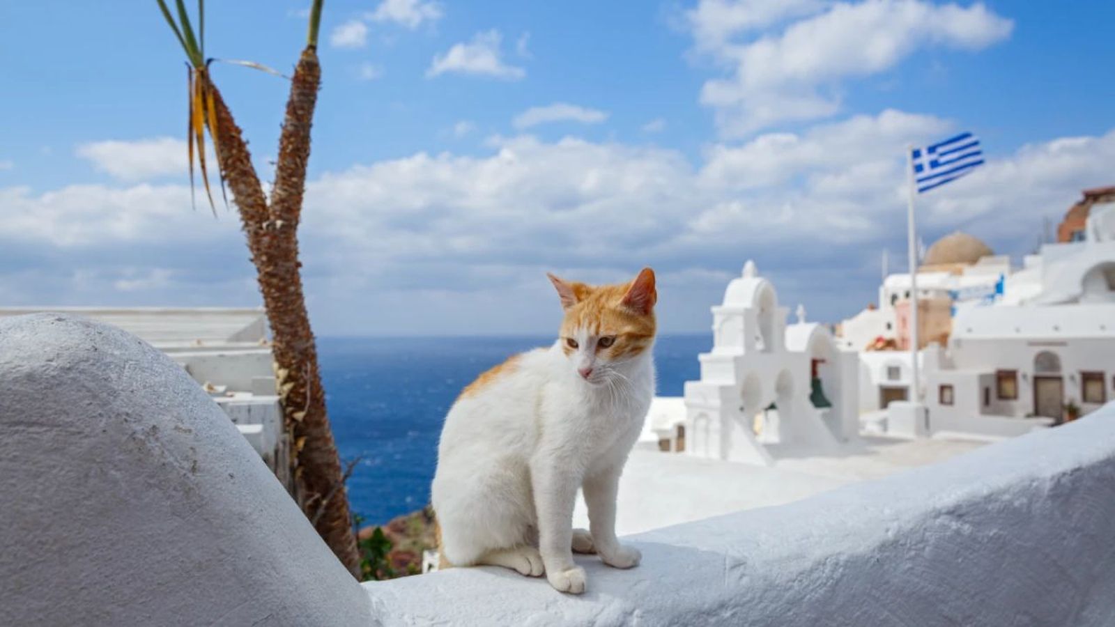 nombres griegos para gatos ok