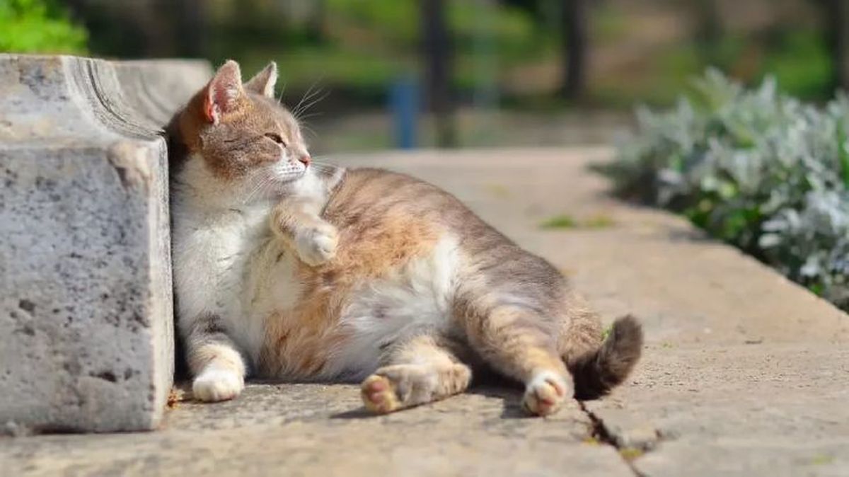 cuanto dura el embarazo de una gata 2