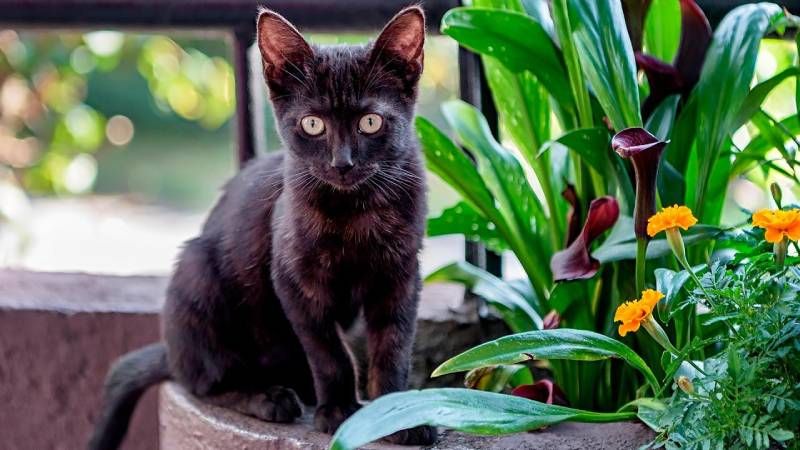 Estos carismáticos gatos son hoy una más de nuestras queridas mascotas.