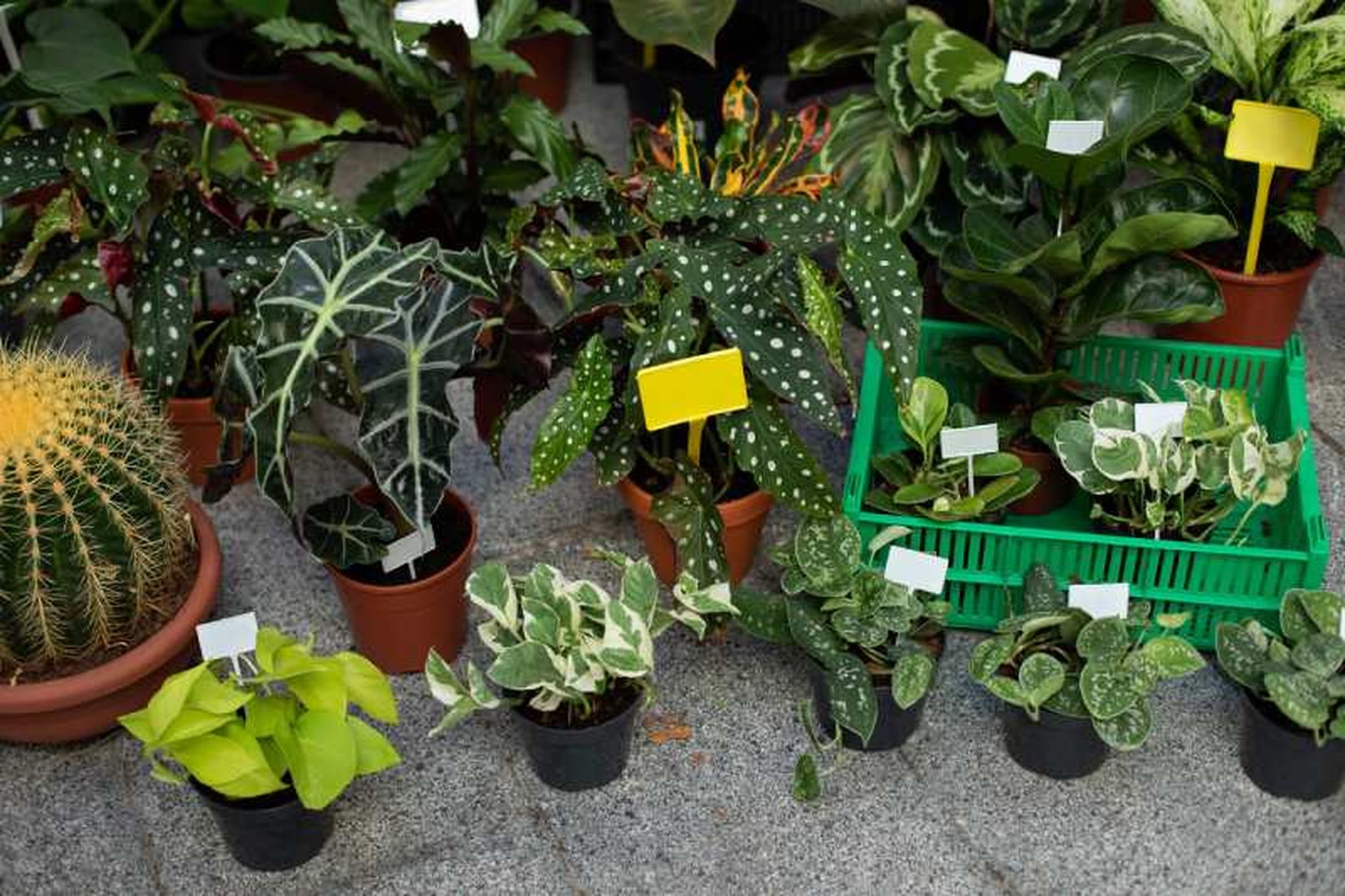 Los cuidados de la planta han de ir acorde a nuestros conocimientos sobre ella.