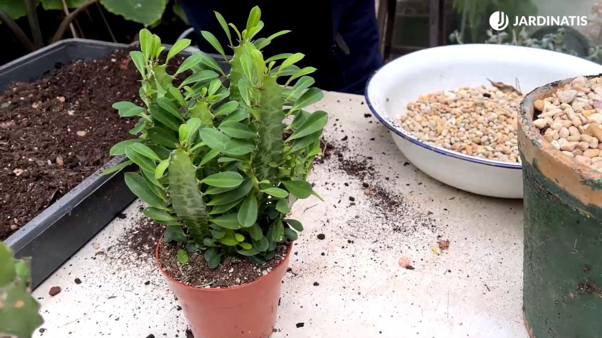 Euphorbia trigona planta de la leche