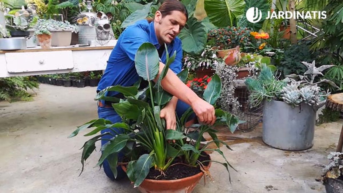 reproduccion ave paraiso division mata