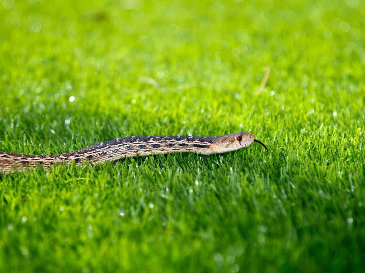 Evitan al ser humano y solo muerden si se sienten acorraladas o amenazadas.
