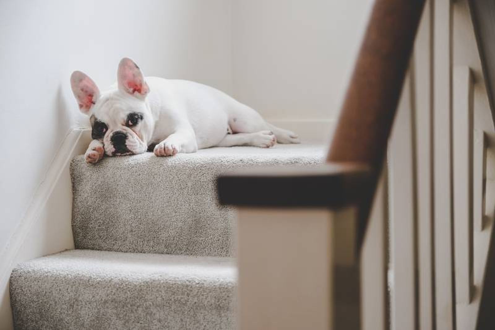 Morder muebles, ladridos excesivos o escaparse, son algunos signos de aburrimiento.