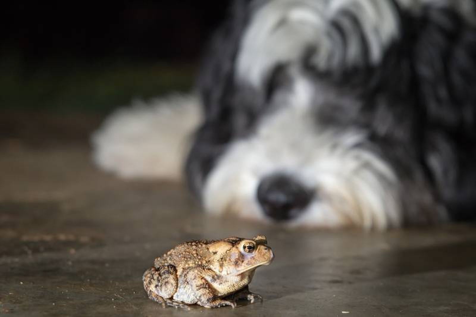 Ante la mínima duda de bufotoxicosis debemos actuar de inmediato e ir al veterinario.