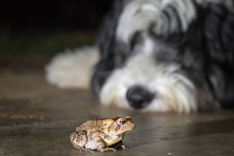 Ante la mínima duda de bufotoxicosis debemos actuar de inmediato e ir al veterinario.