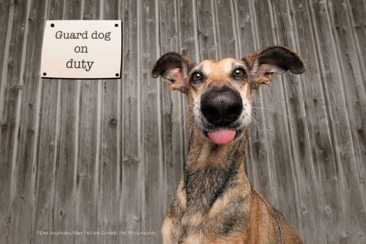 ganadores premios fotografia divertida Comedy Pet Photo Awards 2020