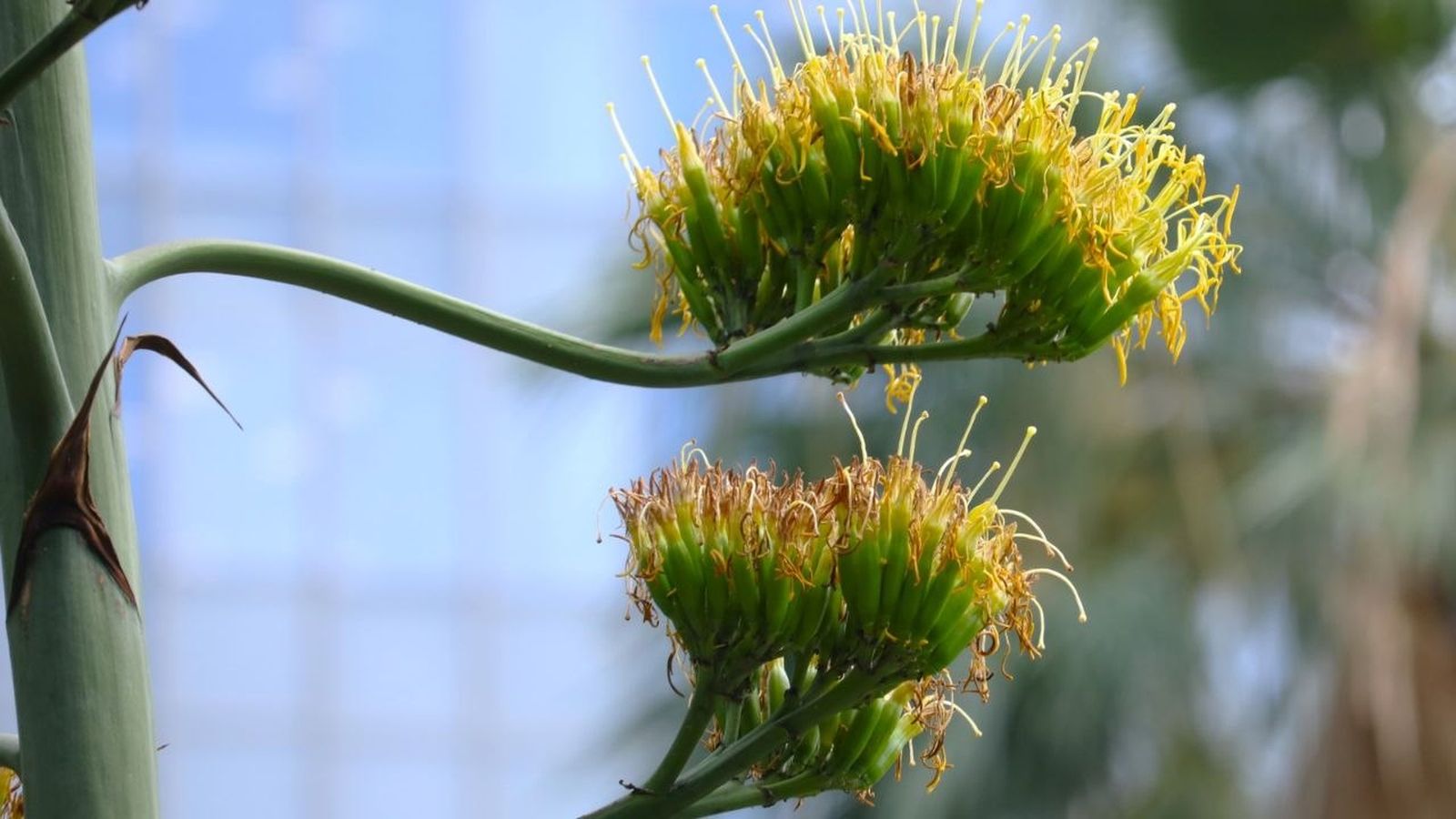 Flores amarilla del agave
