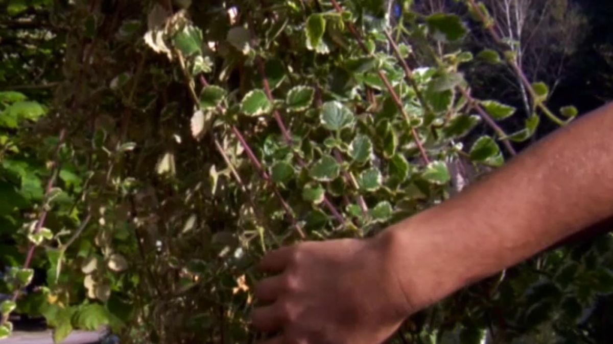 brico 762 plectranthus madagascariensis planta variegada