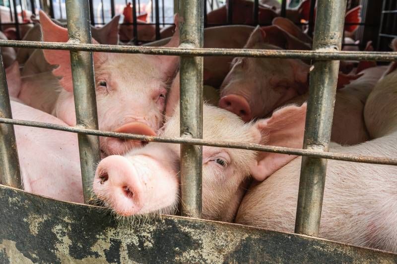 Los trastornos alimentarios son otro de los grandes problemas de aquellos animales que viven enjaulados.