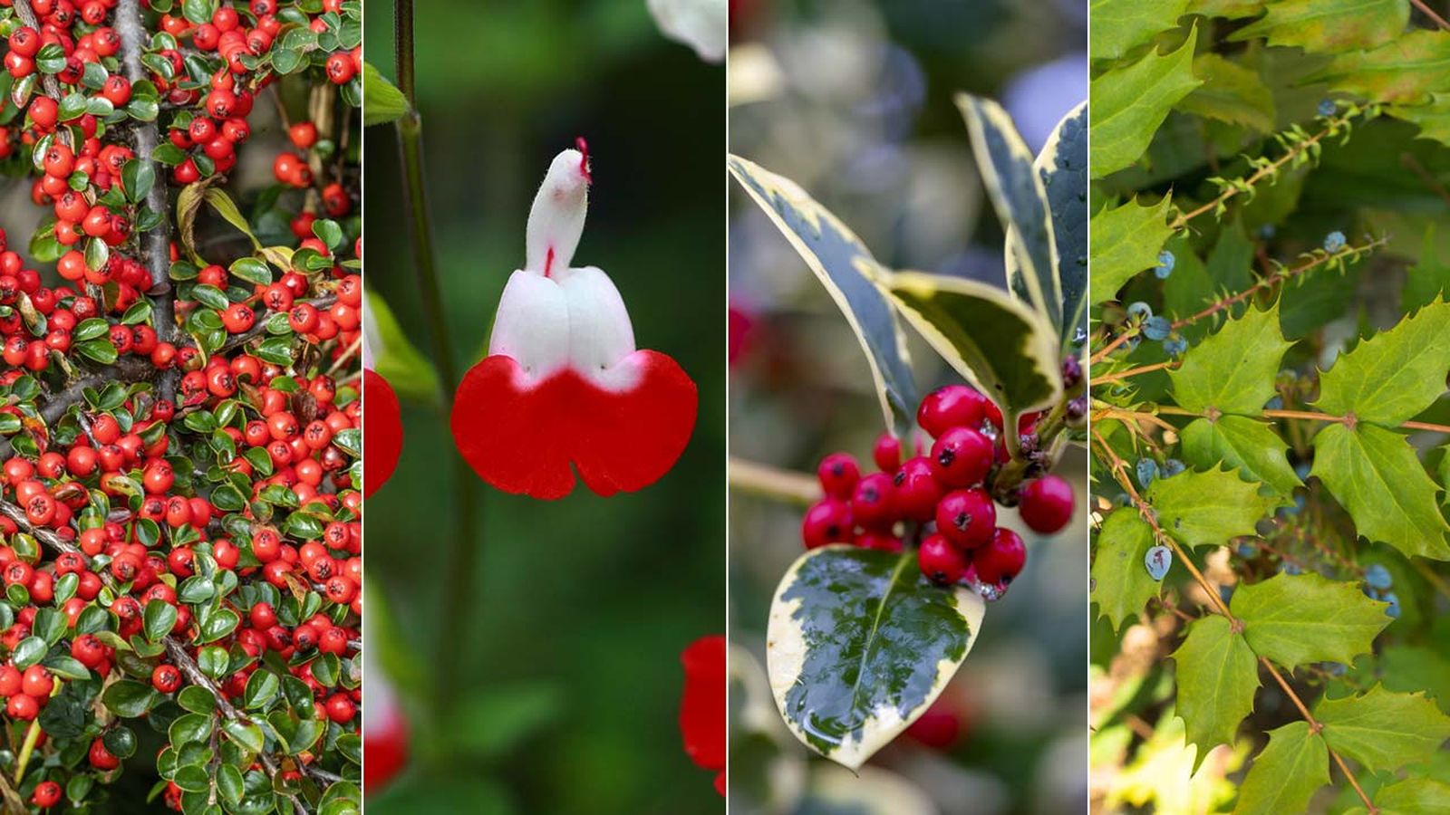 cuatro arbustos otono jardin jardinatis deco 510