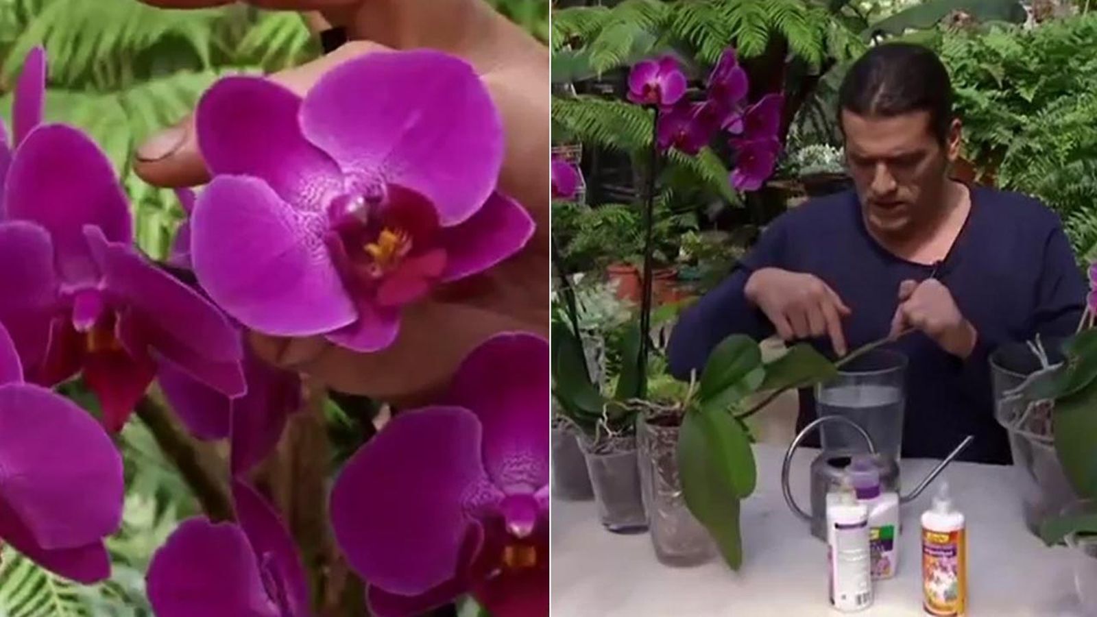 abono orquideas youtube