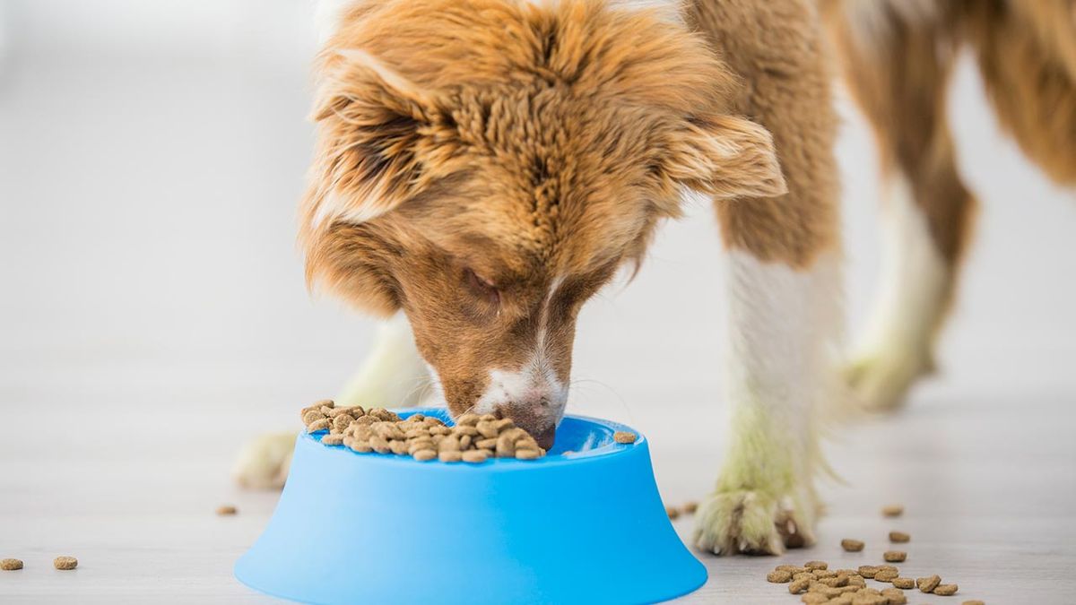 nutrientes necesarios pelo perro 3