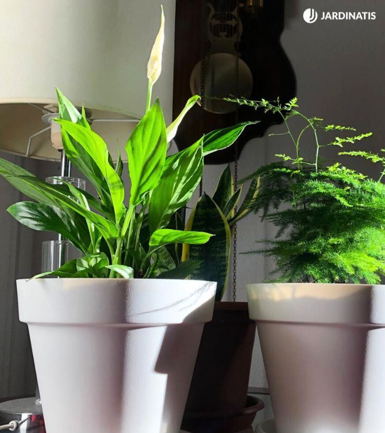 Cuna de Moisés junto a esparraguera en el interior del hogar