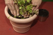 Cultivar cilantro paso 2
