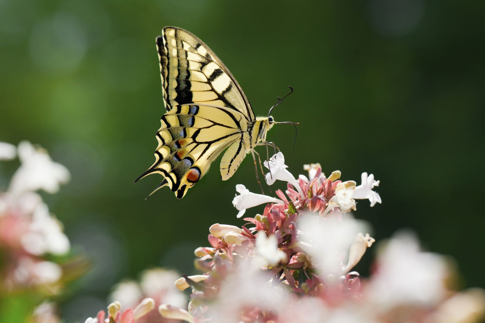 abelia abelia floribunda 2